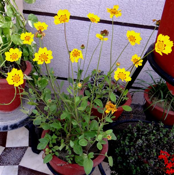 Coreopsis auriculata